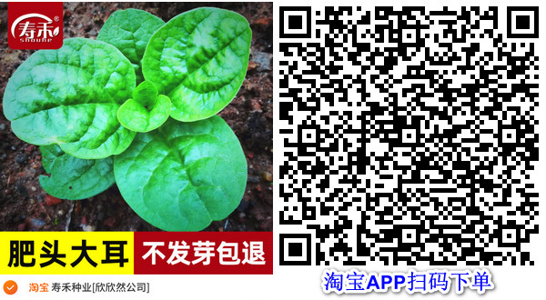 【2026.02.20】 开始种植木耳菜（03.08终止种植）